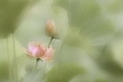 荷花梦钢琴谱 江雪-荷花梦五线谱G调