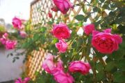 小蓓蕾组合-百花园丁(粤语)【八分节奏+十六分填充】架子鼓谱(儿童歌曲)