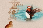 鸳鸯吉他谱 王天冲《鸳鸯》六线谱G调