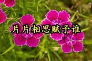 晓依-片片相思赋予谁爵士鼓谱
