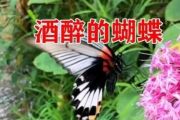 崔伟立-酒醉的蝴蝶架子鼓谱【大师级编配】