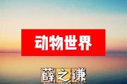 薛之谦-动物世界简谱F调