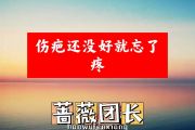 蔷薇团长-伤疤还没好就忘了疼简谱降E调