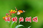 崔伟立-酒醉的蝴蝶架子鼓谱爵士鼓曲谱