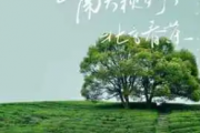 南方秋野,北方春茶吉他谱 张远-南方秋野,北方春茶C调弹唱谱
