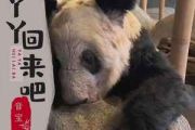 丫丫回来吧吉他谱 音宝《丫丫回来吧》六线谱|吉他谱