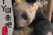 丫丫回来吧吉他谱 音宝《丫丫回来吧》G调指法编弹唱谱