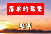 落单的鸳鸯简谱 赵洋《落单的鸳鸯》简谱+动态视频#F调