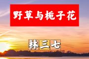 野草与栀子花简谱 林三七《野草与栀子花》简谱+动态视频#F调