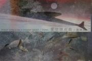 星空铁皮曲简谱 唐映枫《星空铁皮曲》简谱降D调