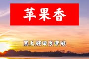 苹果香简谱 黑大婶回乡带娃《苹果香》(黑大婶版)简谱+动态视频降E调